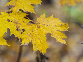 Maple branches with yellow leaves in autumn, in the light of sunset.