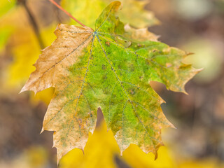 Maple branches with yellow leaves in autumn, in the light of sunset.