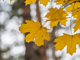 Maple branches with yellow leaves in autumn, in the light of sunset.