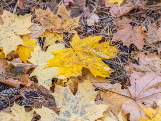 Orange and yellow fallen leaves in the sunlight.