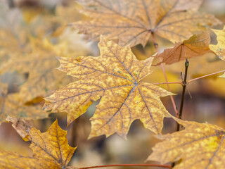 Maple branches with yellow leaves in autumn, in the light of sunset.