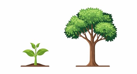 Growth stages of a tree from seedling to mature tree.
