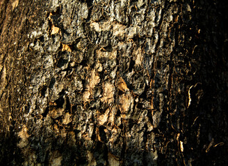 Closeup of rough brown tree bark texture in nature