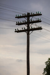 Wooden utility poles with power lines standing in a rural countryside landscape under cloudy sky