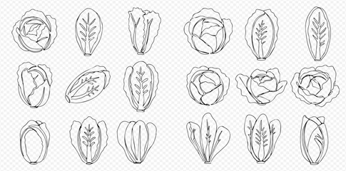 Line art illustration featuring various cabbages and lettuce heads in different orientations and styles.