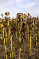 Rows of dry sunflowers standing in a rural farmland under cloudy sky after harvest season