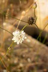 Close-up of a delicate wild white flower blooming in a natural countryside setting