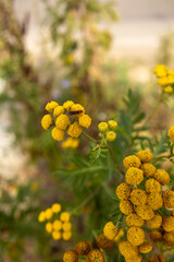 Close-up of yellow wildflowers growing in a natural countryside environment