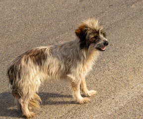 Close-up of a stray dog with long fur standing on a rural road in sunlight