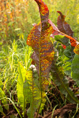 Close-up of green and reddish plant leaves showing signs of rust disease in a rural field