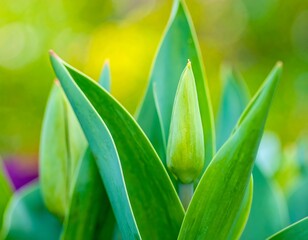 Obraz premium Close-up of vibrant green tulip buds