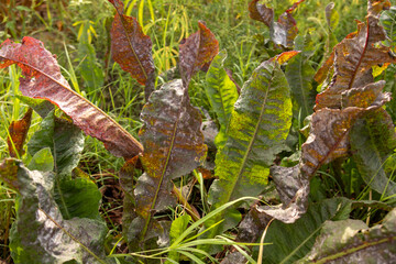 Close-up of green and reddish plant leaves showing signs of rust disease in a rural field