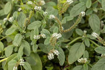 Close-up of a wild green plant with small clustered white flowers growing in nature