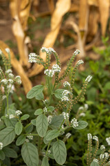 Close-up of a wild green plant with small clustered white flowers growing in nature