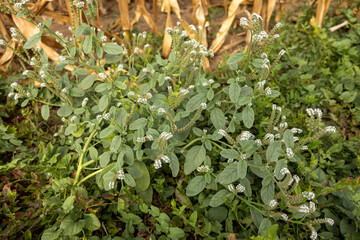 Close-up of a wild green plant with small clustered white flowers growing in nature