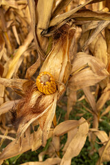 Close-up of dry yellow corn cobs on stalks in a rural farmland during harvest season