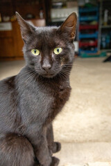 Close-up of a black cat with green eyes sitting outdoors in a rustic environment