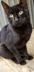 Close-up of a black cat with green eyes sitting outdoors in a rustic environment