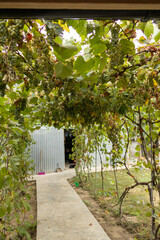 Countryside garden with grapevines covering a pathway, creating a natural green canopy