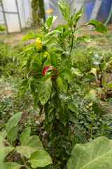 Close-up of fresh red peppers ripening on the plant in a home garden