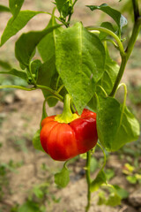 Close-up of fresh red peppers ripening on the plant in a home garden