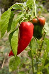 Close-up of fresh red peppers ripening on the plant in a home garden