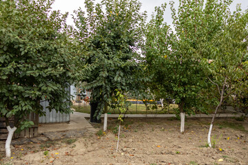 View of leafy green trees in a rural garden with white-painted trunks and a simple fence.