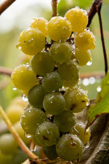 Close-up of yellow-green grapes growing in clusters on the vine during harvest season