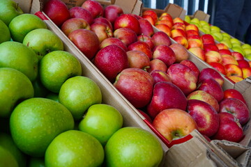 Apples are arranged in containers in a large garden. Harvesting.