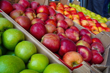 Apples are arranged in containers in a large garden. Harvesting.