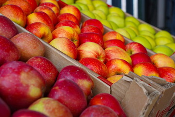 Apples are arranged in containers in a large garden. Harvesting.