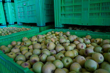 Apples are arranged in containers in a large garden. Harvesting.