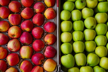 Apples are arranged in containers in a large garden. Harvesting.