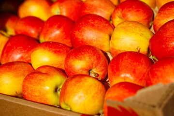 Apples are arranged in containers in a large garden. Harvesting.