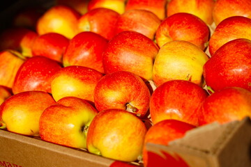 Apples are arranged in containers in a large garden. Harvesting.