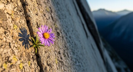 Purple Aster Thriving on Rocky Cliffside with Mountain Backdrop and Dewdrops