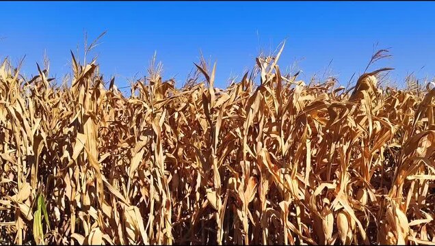 Maizal seco para cosecha