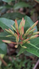 beautiful flower ready for blooming.