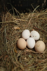 Fresh Farm Eggs on Straw in Rustic Setting