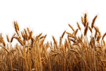 Golden wheat field, close-up (1)