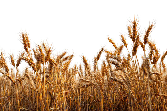 Golden wheat field, close-up (1)