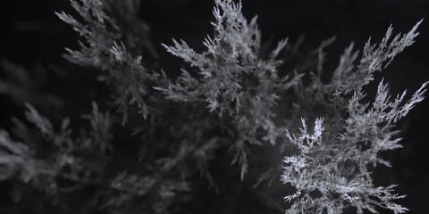 Filigrane mikroskopische hochdetaillierte Strukturen in Bewegung für Forschung, Biologie und Gesundheitswissenschaften, Natur, zerbrechlich
