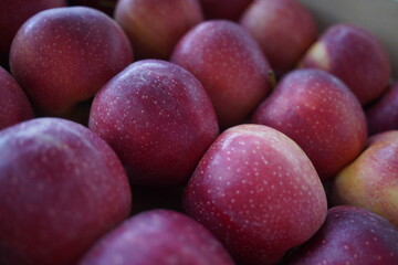 Apples are arranged in containers in a large garden. Harvesting.