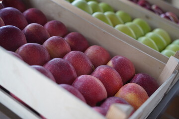 Apples are arranged in containers in a large garden. Harvesting.
