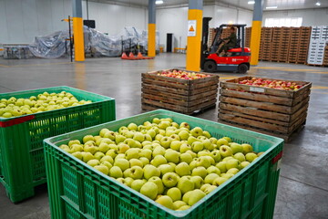 Apples are arranged in containers in a large garden. Harvesting.