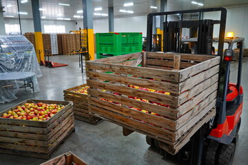 Apples are arranged in containers in a large garden. Harvesting.