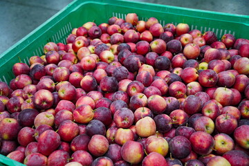 Apples are arranged in containers in a large garden. Harvesting.
