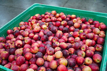 Apples are arranged in containers in a large garden. Harvesting.