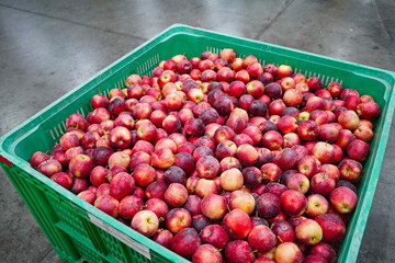 Apples are arranged in containers in a large garden. Harvesting.