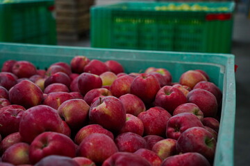 Apples are arranged in containers in a large garden. Harvesting.